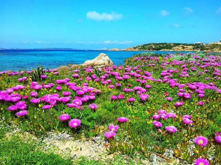 Sweet Home La Maddalena La Maddalena  Eksteriør bilde